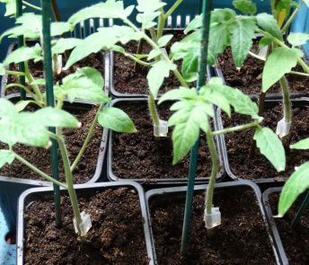 Plants de tomates 2 semaines après greffage