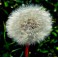Fleur de pissenlit ( fond ecran)